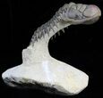 Flying Crotalocephalina Trilobite - Excellent Preservation #39788-2